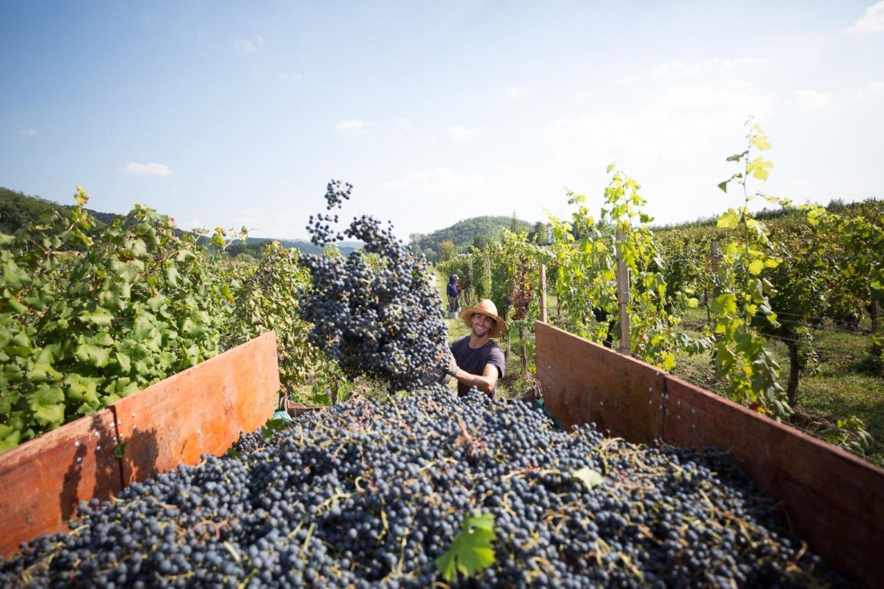 Il Roncal Wine Resort - For Wine Lovers Cividale del Friuli エクステリア 写真