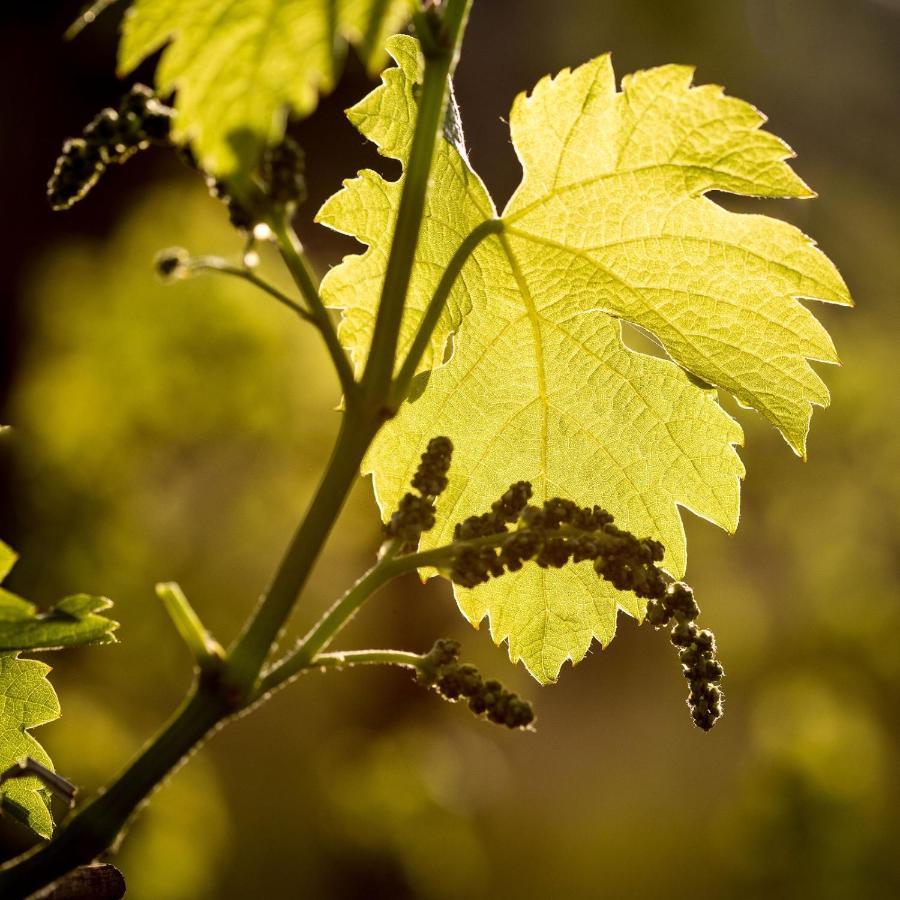 Il Roncal Wine Resort - For Wine Lovers Cividale del Friuli エクステリア 写真