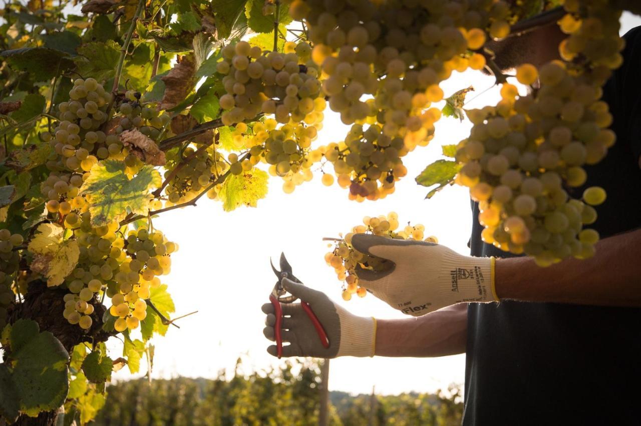 Il Roncal Wine Resort - For Wine Lovers Cividale del Friuli エクステリア 写真