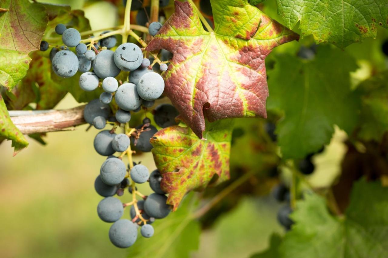 Il Roncal Wine Resort - For Wine Lovers Cividale del Friuli エクステリア 写真