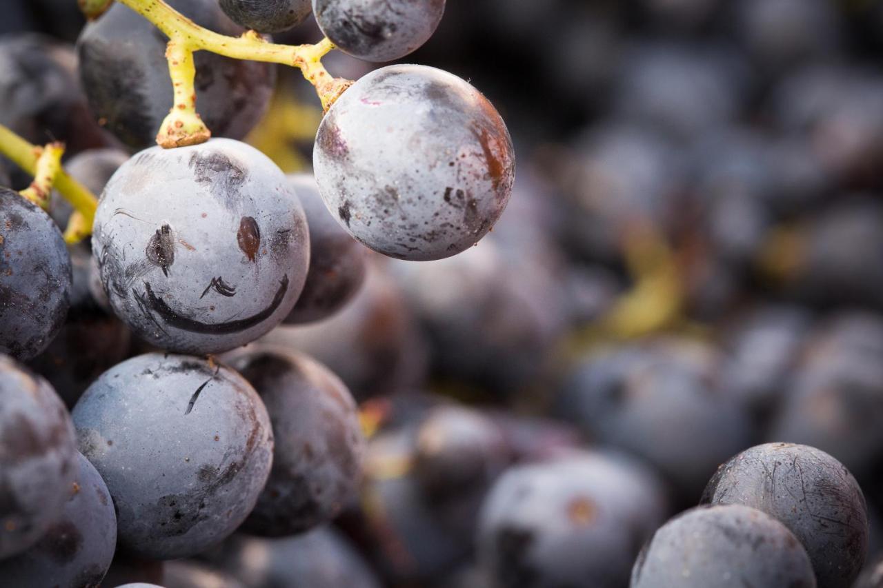 Il Roncal Wine Resort - For Wine Lovers Cividale del Friuli エクステリア 写真