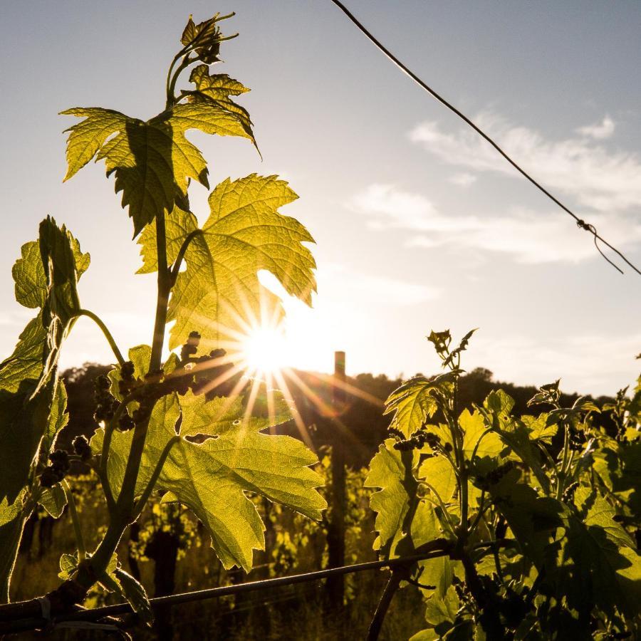 Il Roncal Wine Resort - For Wine Lovers Cividale del Friuli エクステリア 写真