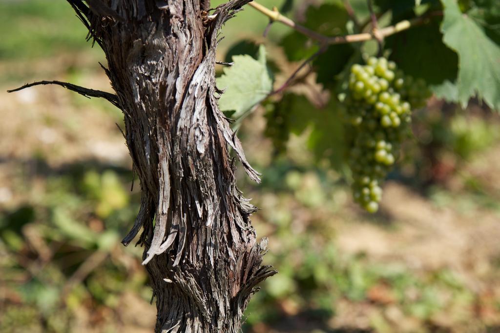 Il Roncal Wine Resort - For Wine Lovers Cividale del Friuli エクステリア 写真